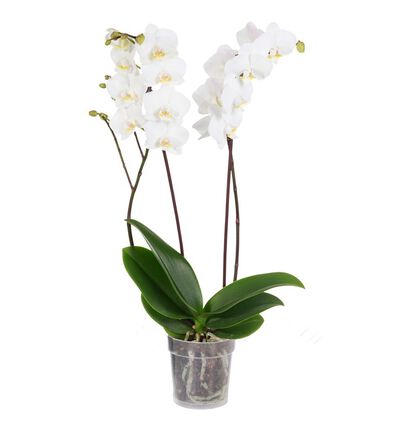 Hvit orkidé to-grenet